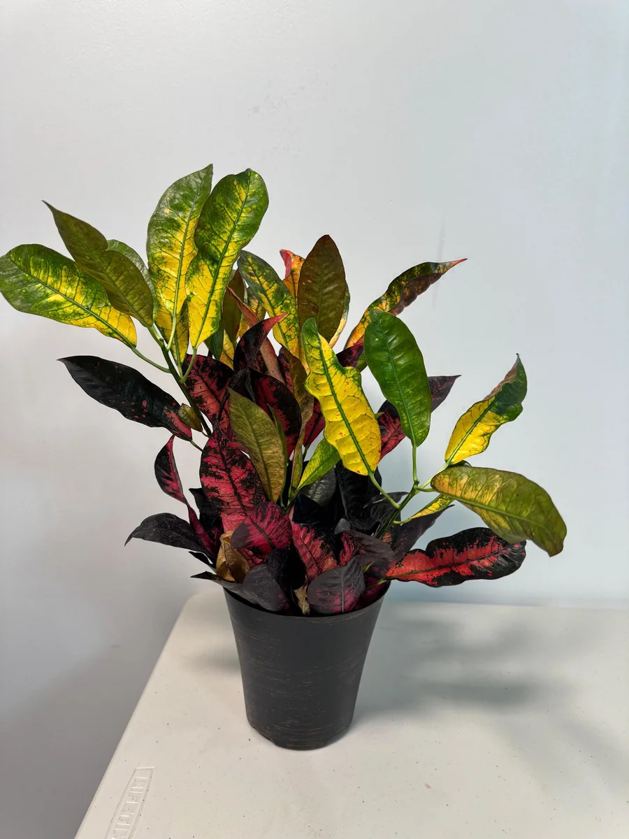 Croton Icetone Live Plant 6 Inch Pot - Colorful Indoor Foliage Houseplant - Image 4
