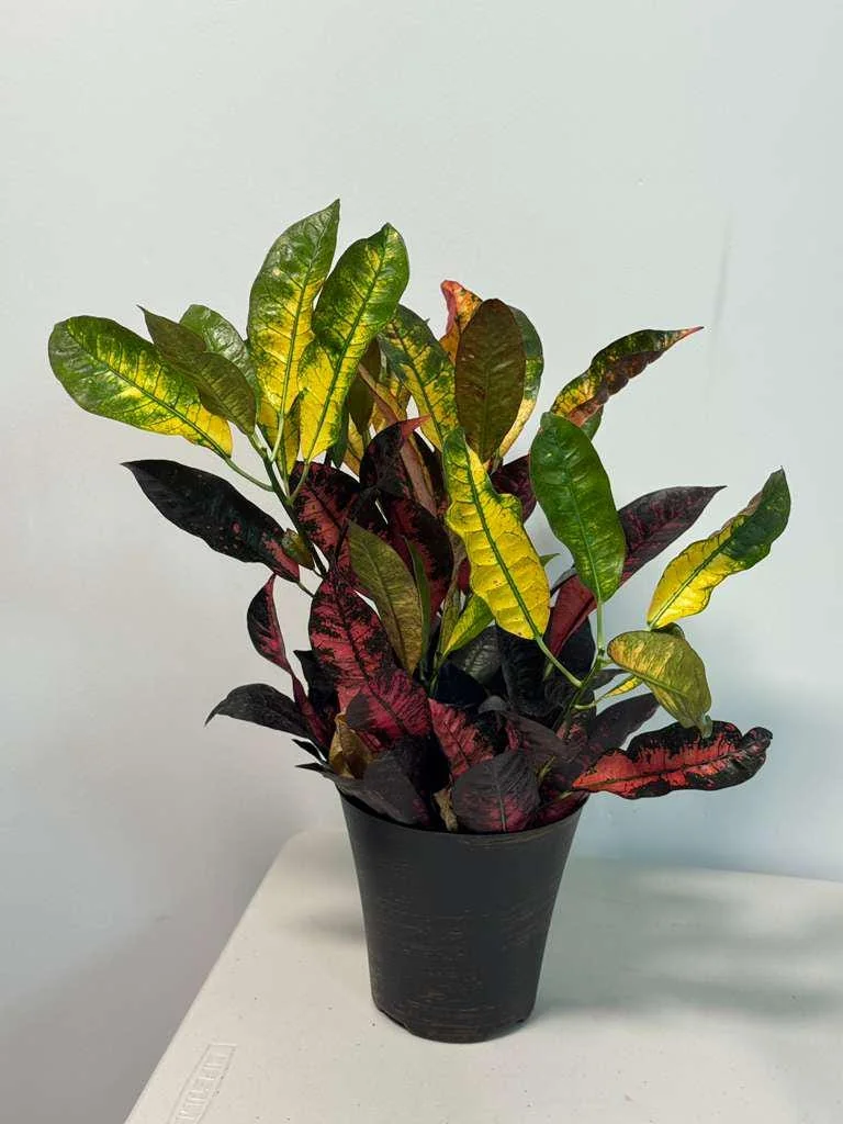 Croton Icetone Live Plant 6 Inch Pot - Colorful Indoor Foliage Houseplant - Image 1