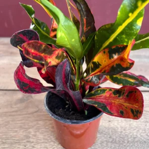 Croton Mamey Live Plant - 4 inch Pot Houseplant - Indoor/Outdoor Foliage - Image 2