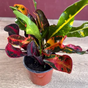 Croton Mamey Live Plant - 4 inch Pot Houseplant - Indoor/Outdoor Foliage - Image 6