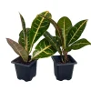Croton Petra Live Plant - 2 Pack, 3 inch Pots - Colorful Foliage Houseplant - Image 1