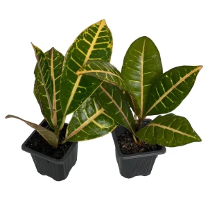 Croton Petra Live Plant - 2 Pack, 3 inch Pots - Colorful Foliage Houseplant - Image 2