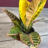 Croton Petra Live Plant - 4 inch Pot - Colorful Indoor Houseplant - Image 1