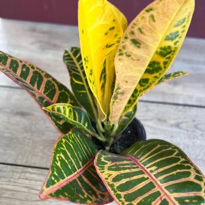Croton Petra Live Plant - 4 inch Pot - Colorful Indoor Houseplant - Image 7