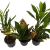 Croton Plant Assortment - 3 Live Indoor Plants in 4-inch Pots - Image 1