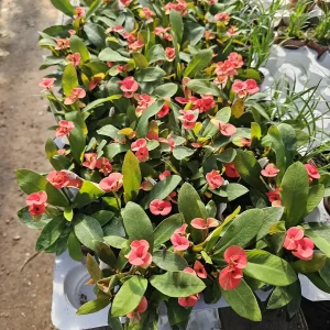 Crown of Thorns Live Plant – Euphorbia milii – 2 inch Pot – Indoor/Outdoor - Image 2