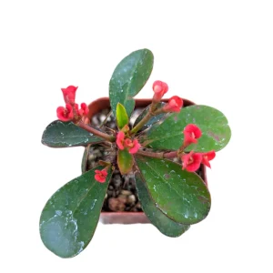 Crown of Thorns Live Plant - Euphorbia milii Succulent - Easy Care Indoor/Outdoor - Image 6