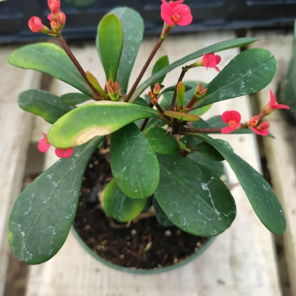 Crown of Thorns Plant - Euphorbia milii Live Succulent