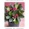 Crown of Thorns Live Plant – Red Euphorbia milii – 6 inch Pot – Indoor/Outdoor - Image 1