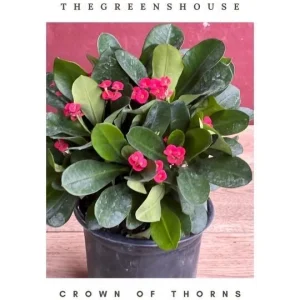 Crown of Thorns Live Plant – Red Euphorbia milii – 6 inch Pot – Indoor/Outdoor - Image 1