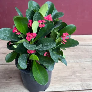 Crown of Thorns Live Plant – Red Euphorbia milii – 6 inch Pot – Indoor/Outdoor - Image 4