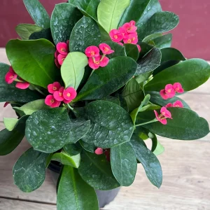 Crown of Thorns Live Plant – Red Euphorbia milii – 6 inch Pot – Indoor/Outdoor - Image 5