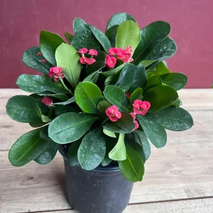 Crown of Thorns Live Plant – Red Euphorbia milii – 6 inch Pot – Indoor/Outdoor - Image 6