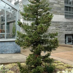 Cryptomeria Japonica Black Dragon Live Plant – 6-12