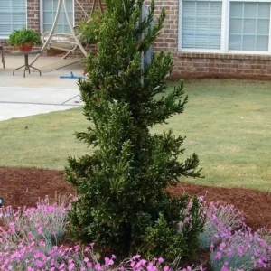 Cryptomeria Japonica Black Dragon Live Plant – 6-12