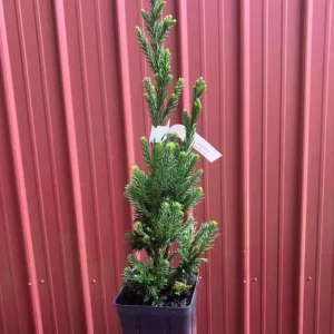 Cryptomeria Japonica Black Dragon Live Plant – 6-12