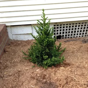 Cryptomeria Japonica Black Dragon Live Plant – 6-12