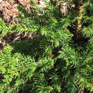 Cryptomeria Japonica Black Dragon Live Plant – 6-12