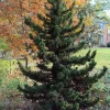 Cryptomeria Japonica Black Dragon Live Plant – 6-12" Tall – Quart Pot – Outdoor Evergreen Conifer - Image 1
