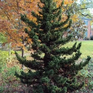 Cryptomeria Japonica Black Dragon Live Plant – 6-12" Tall – Quart Pot – Outdoor Evergreen Conifer - Image 1