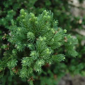 Cryptomeria Japonica Black Dragon Live Plant – 6-12