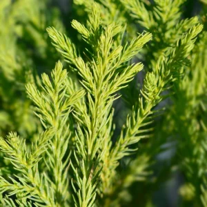 Cryptomeria Yoshino Japanese Cedar Live Plant - 4 inch Pot, 6-12 inches Tall - Image 1