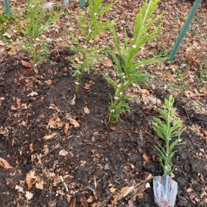 Cryptomeria Yoshino Japanese Cedar Live Plant – 6-10