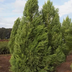 Cryptomeria Yoshino Japanese Cedar Live Plant – 6-10" Tall Quart Pot – Fast Growing Evergreen Tree - Image 1