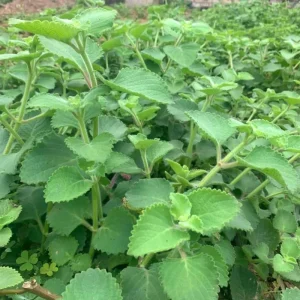 Cuban Oregano Live Plant – 4 Inch Pot – Edible Herb – Easy Care Houseplant - Image 2