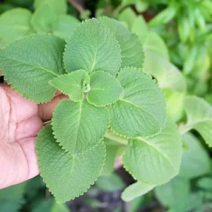 Cuban Oregano Live Plant – 4 Inch Pot – Edible Herb – Easy Care Houseplant - Image 4
