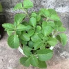 Cuban Oregano Live Plant – 4 Inch Pot – Edible Herb – Easy Care Houseplant - Image 1