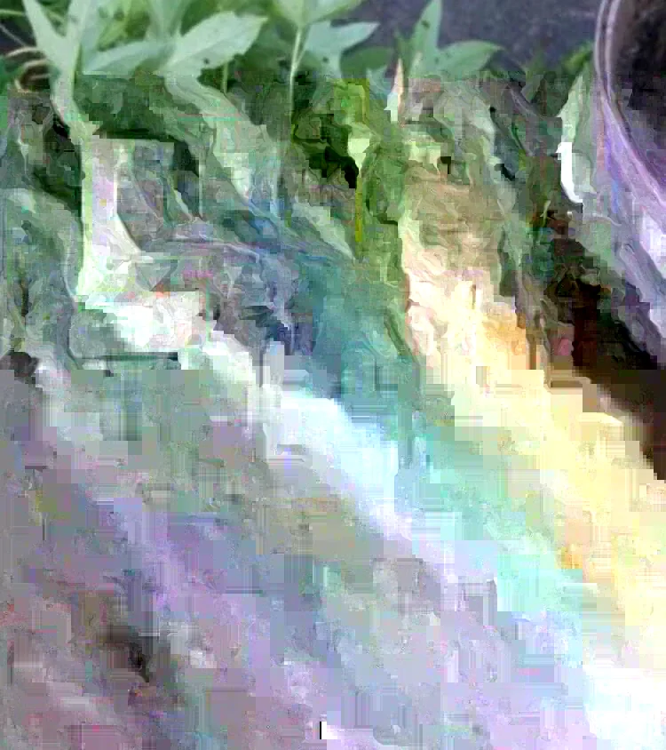 Cuban Sweet Potato Slips - 15 Cuttings for Planting - Edible Root Vegetable - Image 3