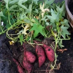 Cuban Sweet Potato Slips - 15 Cuttings for Planting - Edible Root Vegetable - Image 3