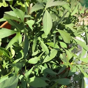 Cuban Sweet Potato Slips - 15 Cuttings for Planting - Edible Root Vegetable - Image 6