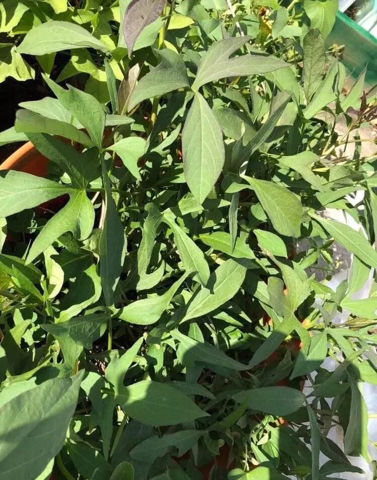 Cuban Sweet Potato Slips - 15 Cuttings for Planting - Edible Root Vegetable - Image 6