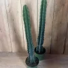 Cuddly Cactus Live Plant - Cereus Jamacaru - Spineless Columnar Cactus - Half Gallon Pot - Indoor/Outdoor - Image 1