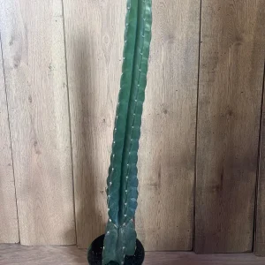 Cuddly Cactus Live Plant - Cereus Jamacaru - Spineless Columnar Cactus - Half Gallon Pot - Indoor/Outdoor - Image 3