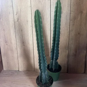 Cuddly Cactus Live Plant - Cereus Jamacaru - Spineless Columnar Cactus - Half Gallon Pot - Indoor/Outdoor - Image 5