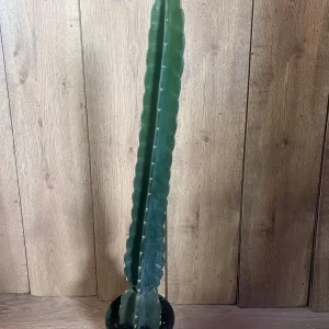 Cuddly Cactus Live Plant - Cereus Jamacaru - Spineless Columnar Cactus - Half Gallon Pot - Indoor/Outdoor - Image 6