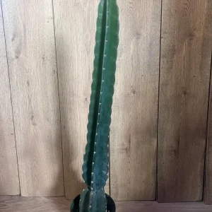 Cuddly Cactus Live Plant - Cereus Jamacaru - Spineless Columnar Cactus - Half Gallon Pot - Indoor/Outdoor - Image 7