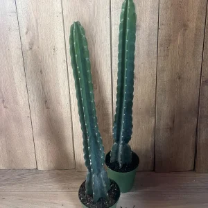 Cuddly Cactus Live Plant - Cereus Jamacaru - Spineless Columnar Cactus - Half Gallon Pot - Indoor/Outdoor - Image 8