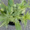 Culantro Herb Live Plant 5" Tall in 4" Pot - Culinary & Medicinal - Image 1