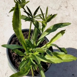 Culantro Herb Live Plant 5