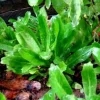 Culantro Recao Seeds - Alcapate Cilantro Ancho, Herb Seeds, 200+ Seeds, Outdoor - Image 1