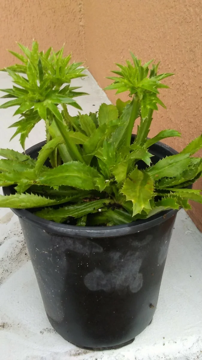 Culantro Seeds - Eryngium Foetidum (Ngo Gai) - 200+ Fresh Herb Seeds for Planting - Image 3