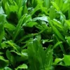 Culantro Seeds - Mexican Coriander (Eryngium foetidum) Herb Seeds for Indoor/Outdoor Planting - Image 1