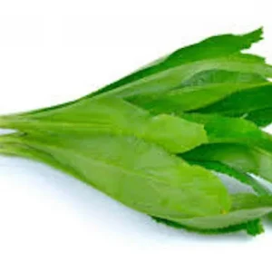 Culantro Seeds - Mexican Coriander (Ngo Gai) - 200+ Organic, Non-GMO Herb Seeds - Image 1