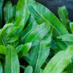 Culantro Seeds - Mexican Coriander (Ngo Gai) - Eryngium foetidum - Organic Non-GMO - Image 1