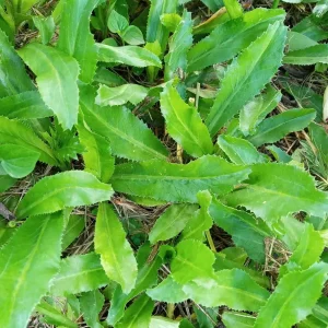 Culantro Seeds - Mexican Coriander (Ngò Gai, Recao) - 500+ Herb Seeds for Planting Outdoor - Image 2