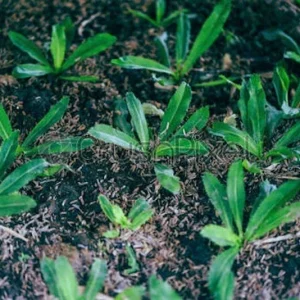 Culantro Seeds - Ngo Gai, Recao, Mexican Coriander Herb Seeds - 200 to 10,000+ Seeds - Image 2